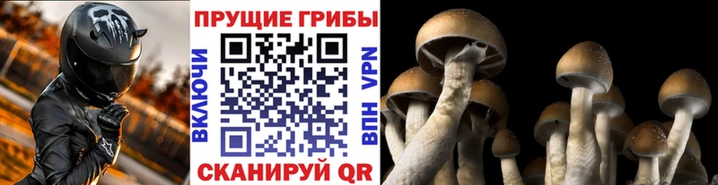 Псилоцибиновые грибы MAGIC MUSHROOMS  Кириллов 